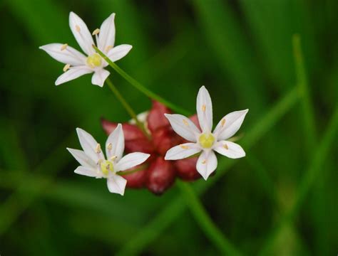 Sisyrinchium Plant Growing & Care Guide for Gardeners