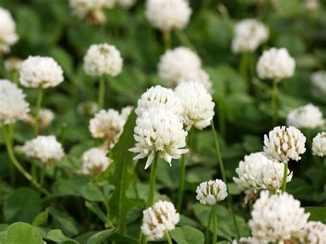 Controlling White Clover: How To Get Rid Of White Clover