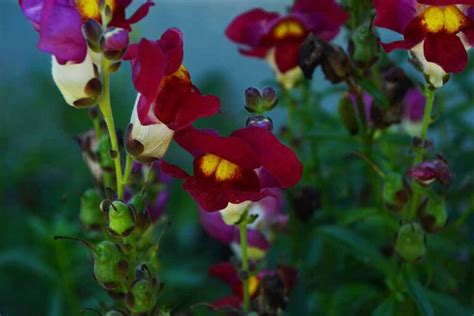 23 of the Best Snapdragon Varieties to Grow at Home