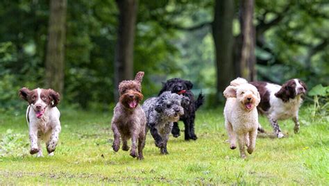 Group of 6 excited dogs running towards camera with tongues out