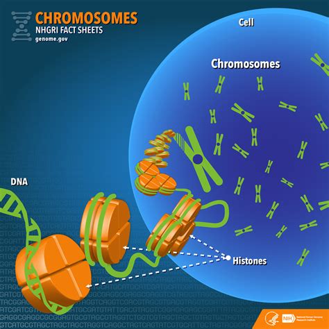 Animal Cell Diagram With Chromosomes