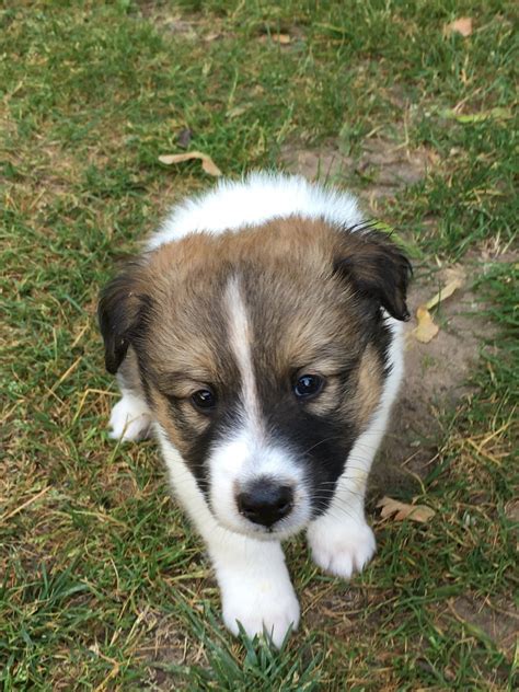 Shetland Sheepdog Puppies For Sale | Hartford, MI #210333