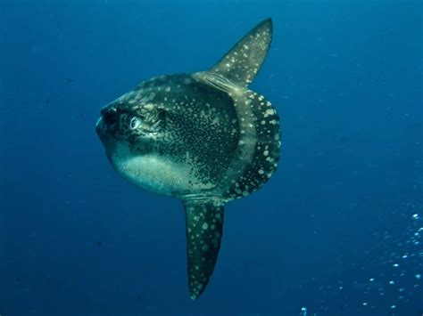 Sunfish Predators: Let's Take A Look - MarinePatch