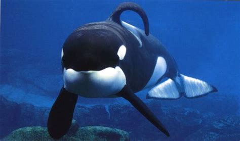 Keiko!!! - Keiko (the orca) Photo (36918187) - Fanpop