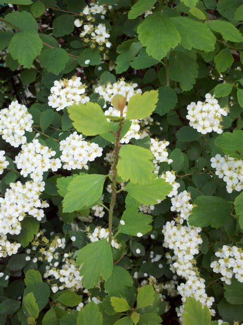 White flowering shrubs identification