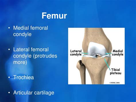 PPT - Clinical Anatomy of the knee PowerPoint Presentation, free ...