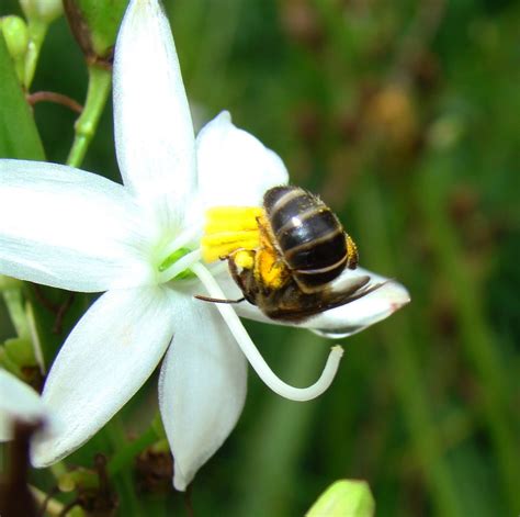 Environmental Rehabilitation and Indigenous Landscape Design: South African Bees