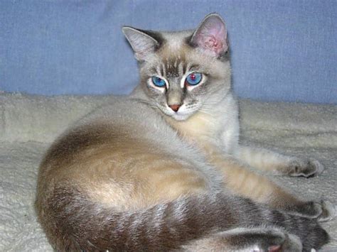 Blue Lynx Point Siamese Cat