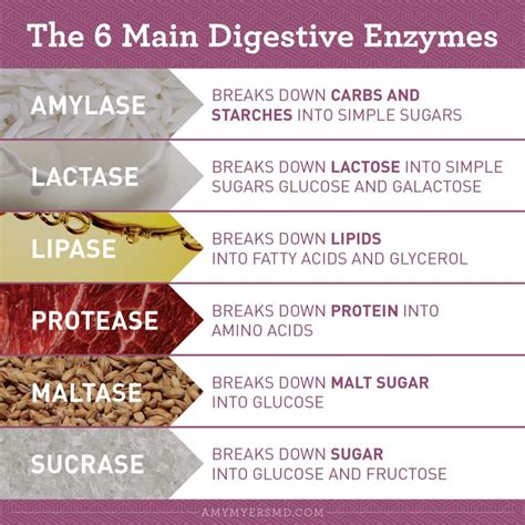 What are Digestive Enzymes’ Benefits for Gut Health? | Human digestive system, Digestive enzymes ...