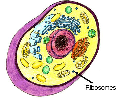 Nucleolus, Nucleous, Ribosomes, and Vacuole - The Many components of a