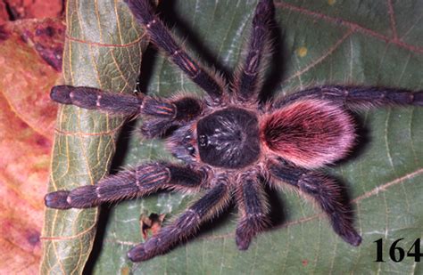 Nine new spooky and beautiful Tarantulas discovered in time for ...