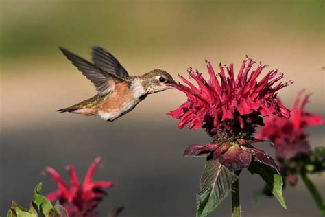 Do Hummingbirds Pollinate? Interesting And Surprising Facts!