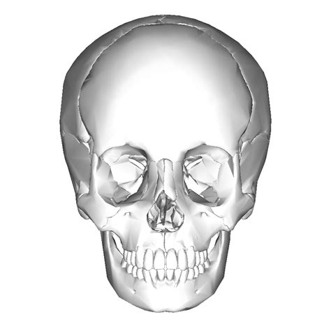 File:Human skull - anterior view.png - Wikimedia Commons