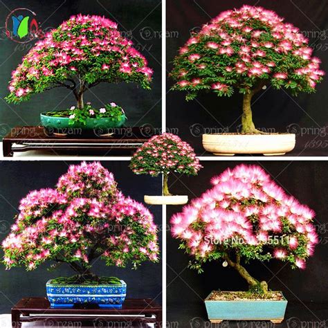 10 pieces bonsai Albizia Flower seeds called Mimosa Silk Tree ,seeds for flower potted plants ...