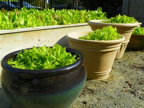 Growing Lettuce In Fall (2014)