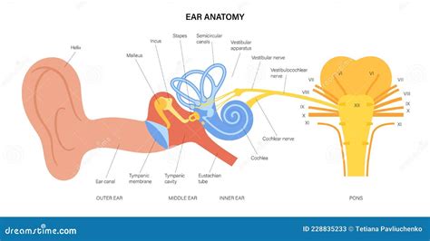 Ear anatomy diagram stock vector. Illustration of pons - 228835233