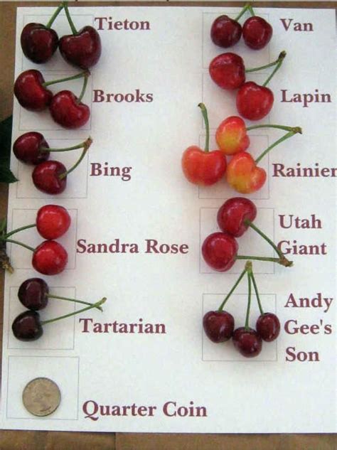 Types Of Cherries - Sere Fruit