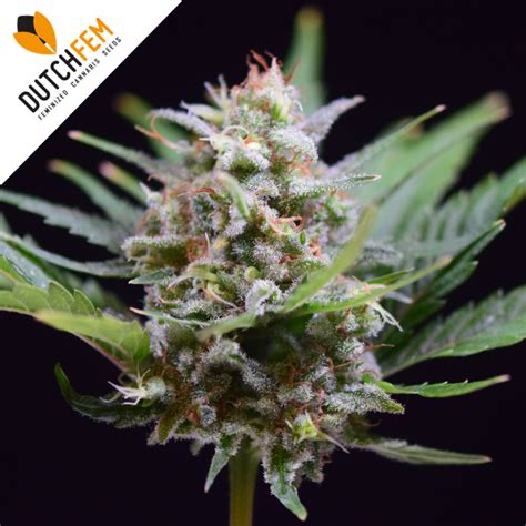 Mimosa Autoflowering - buy Dutchfem autoflowering cannabis seeds online