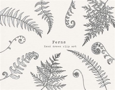 Fern Clipart, Hand Drawn Fern Line Art, Black and White Botanical ...