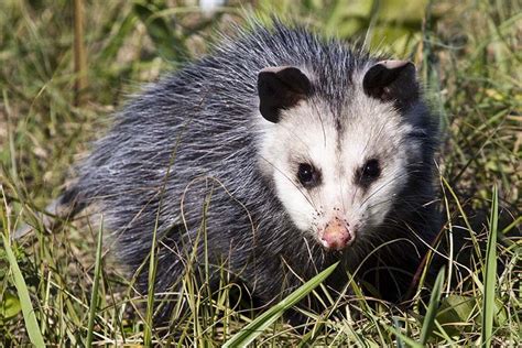 Virginia Opossum - Didelphis virginiana - NatureWorks