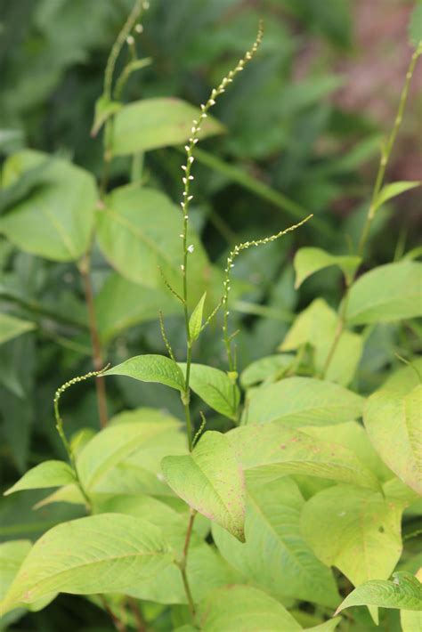 Persicaria virginiana Woodland Knotweed | Prairie Moon Nursery