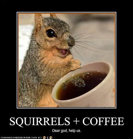 funny squirrel pictures with captions, funny squirrel Images with ...