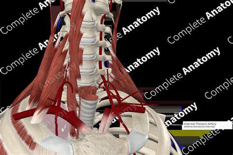 Internal Thoracic Artery | Complete Anatomy