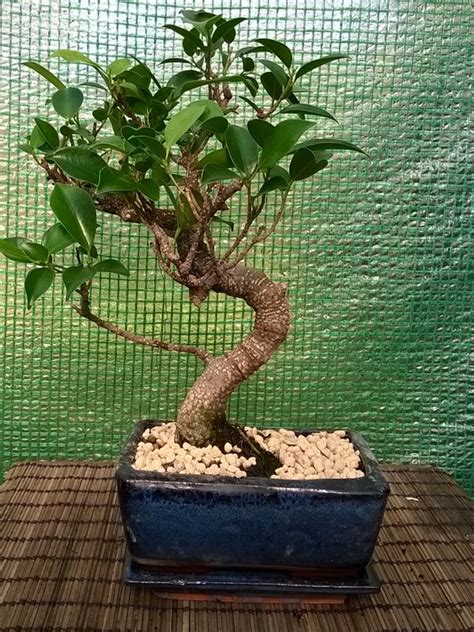 Indoor Bonsai - The Bonsai Shop