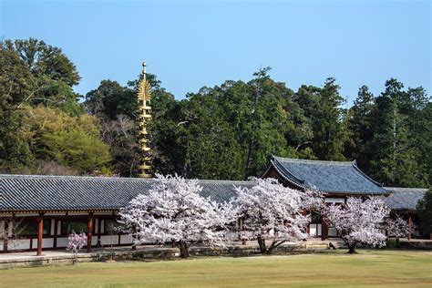 Everything You Need to Know to Take a Nara Day Trip After Covid-19