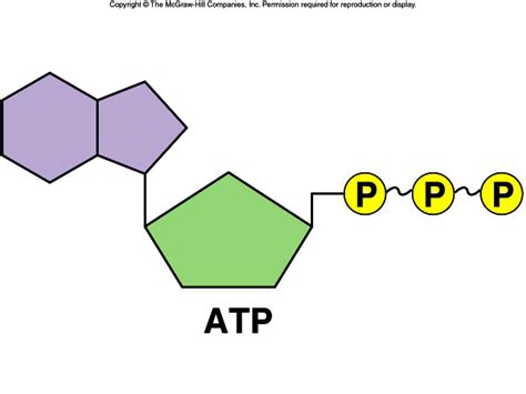 Select The Components Of An Atp Molecule