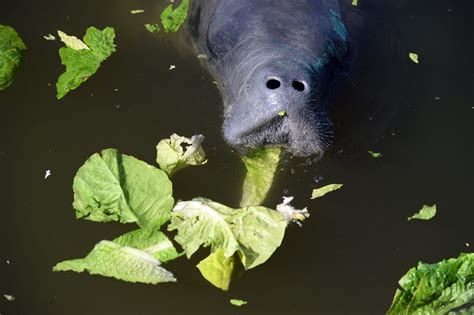 Florida Wildlife Officials Feeding the Starving Manatees 3,000 Pounds ...