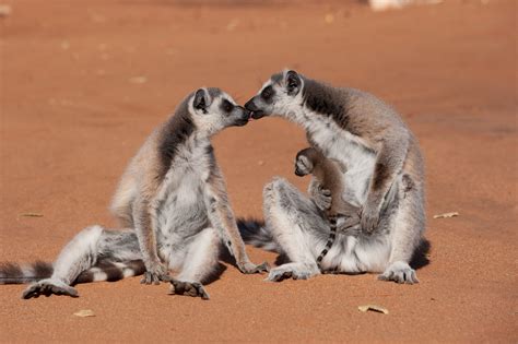 Morgan Freeman Lends Voice to 'Island of Lemurs: Madagascar' - 4 Photos - Front Row Features