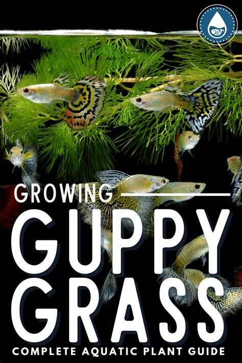 Aquarium Guppy Grass (Najas Guadalupensis) - Benefits And Care