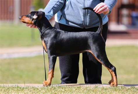 German pinscher puppies | Питомник немецких пинчеров "Брайт Фокс"