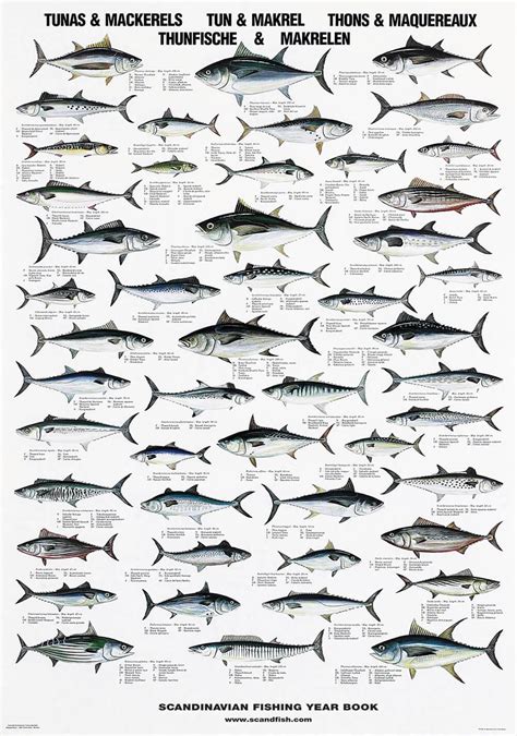 Tuna & Mackerel Poster – Chart with tunas and mackerels