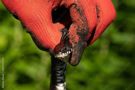 Snake in human hands, Natrix is a genus of non-venomous snakes of the snake family. Stock Photo ...