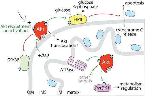 Frontiers | Akt-ing Up Just About Everywhere: Compartment-Specific Akt ...