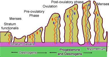 Uterus Histology Diagram