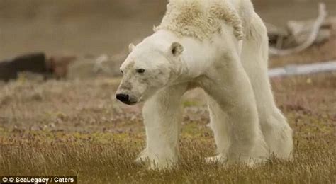 National Geographic says it went 'too far' with starving bear clip ...