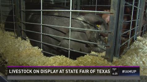 Livestock on display at State Fair of Texas | wfaa.com