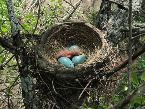 Do all birds build nests? – ouestny.com