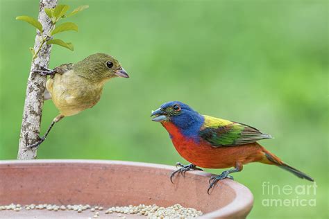 Painted Bunting Male and Female Photograph by Bonnie Barry - Pixels