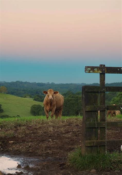 Brown Cow on Grass Field during Sunset · Free Stock Photo