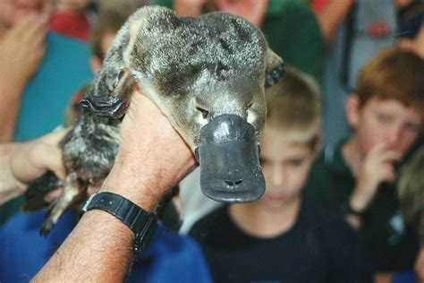 Platypus, The Egg-Laying Mammal | Amazing Creatures