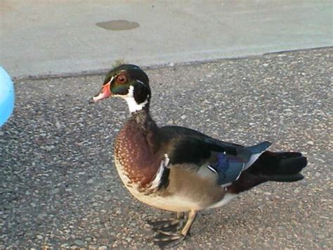 Free picture: wood, duck, pair, male, female, coastline