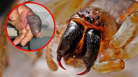 Strangest Spider Species In The World - YouTube