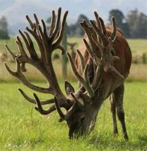 40 Animals with Horns and Antlers (with Pictures)