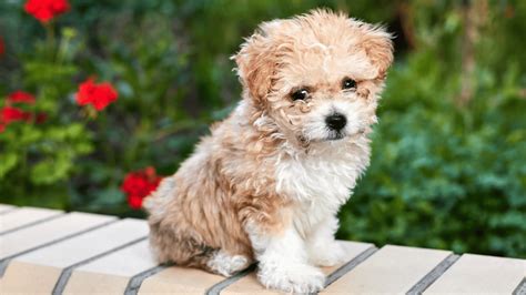 Teacup Maltipoo: Your Complete Guide – PawSafe