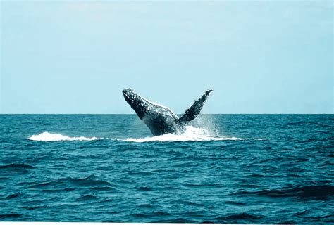 The Whale Migration - Straddie Brewing Co