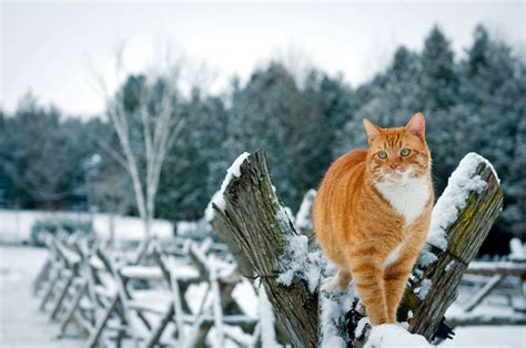 Winter Cat Wallpapers - Wallpaper Cave